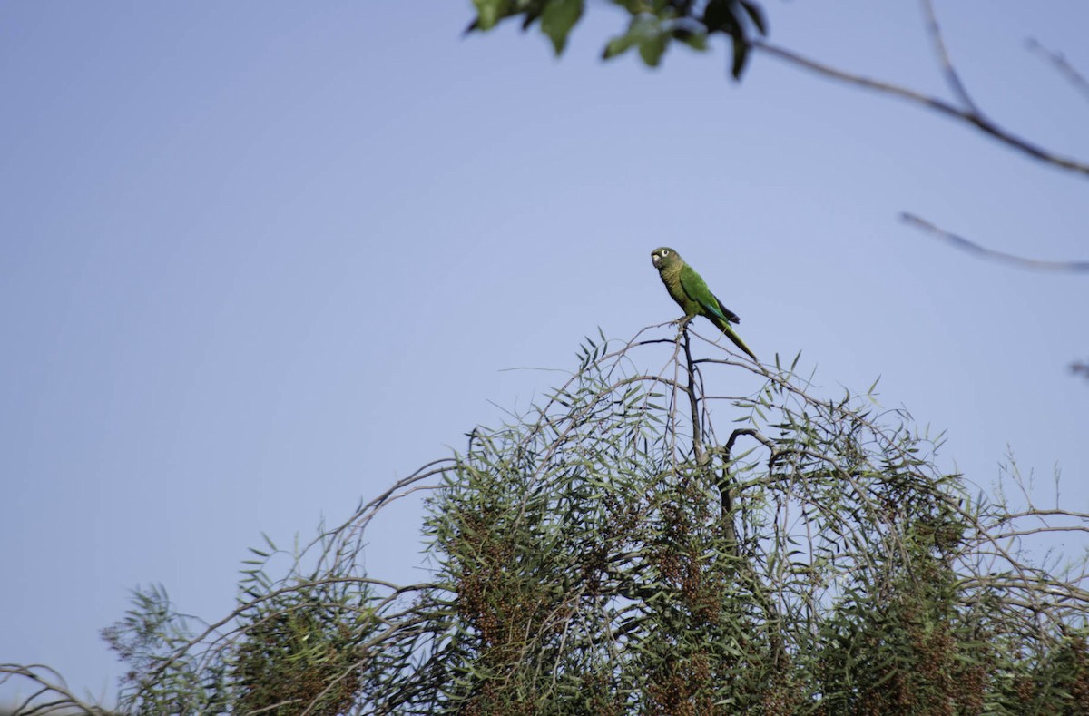 Conure de Vieillot - ML43445751