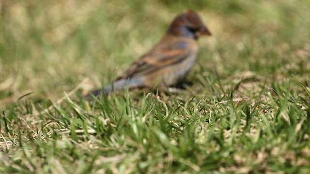 Blue Grosbeak - ML434458391