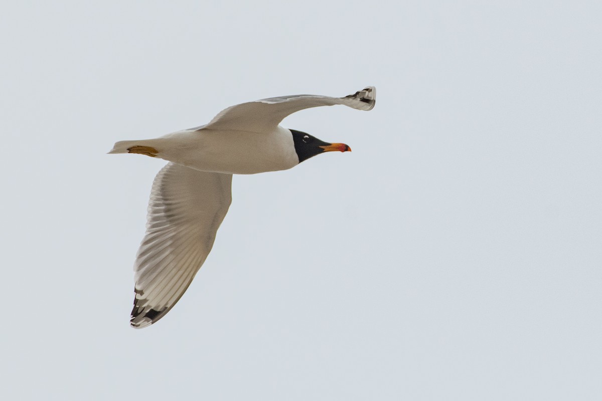 Pallas's Gull - ML434460061