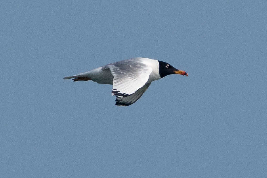 Pallas's Gull - ML434460461