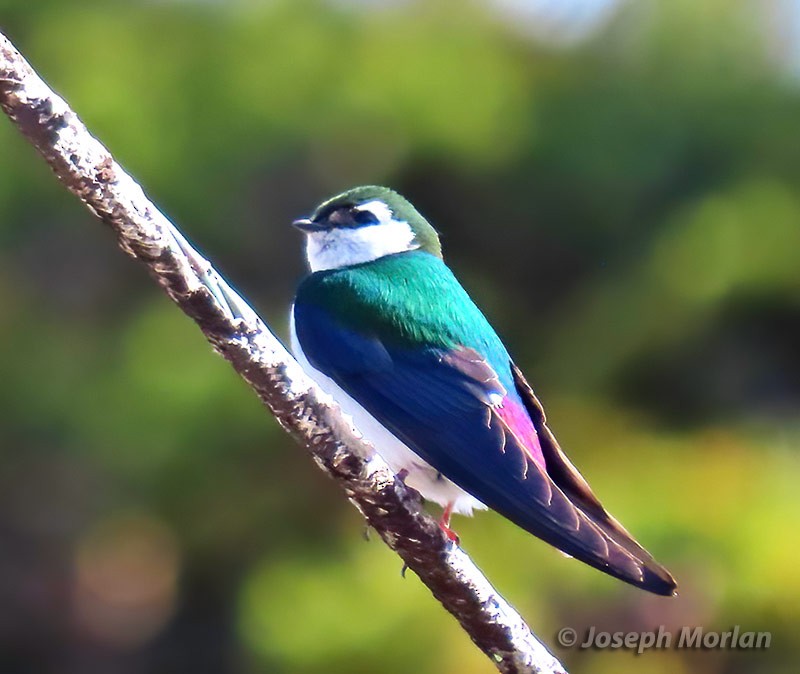 Violet-green Swallow - Joseph Morlan