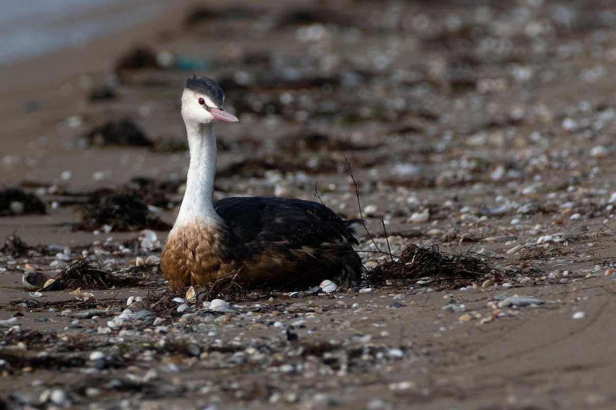 Great Crested Grebe - ML434460611