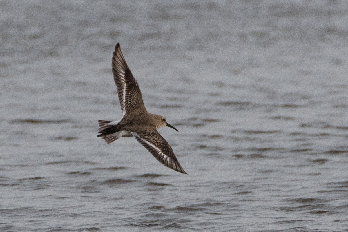 Dunlin - ML434460671