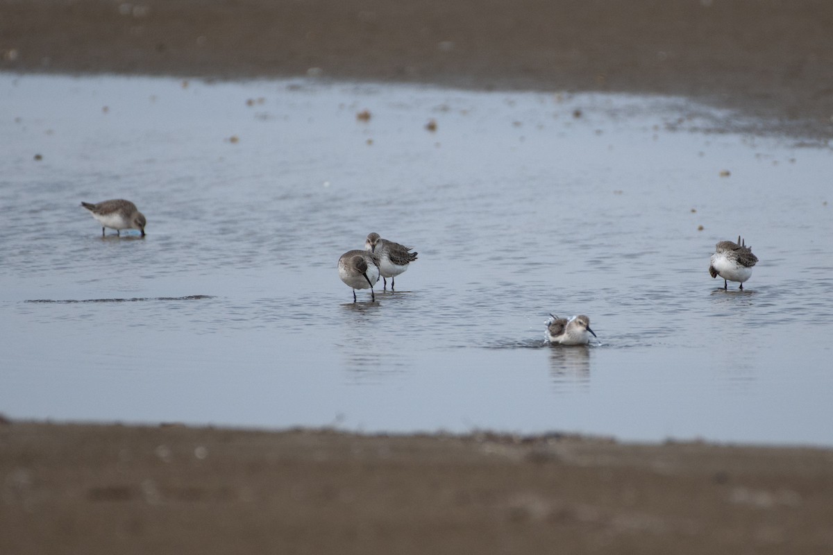 Dunlin - ML434460721