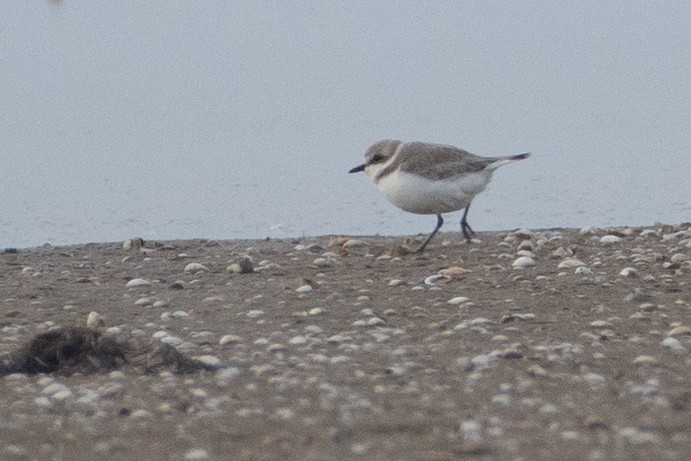 Kentish Plover - ML434460761