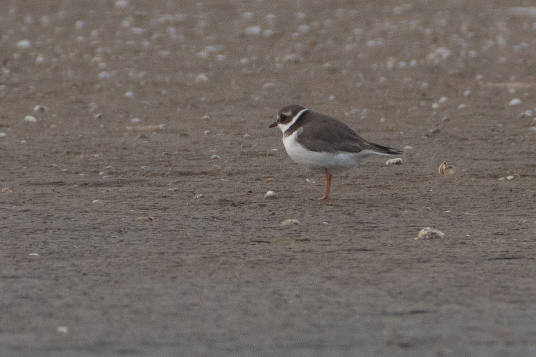 Common Ringed Plover - ML434460811
