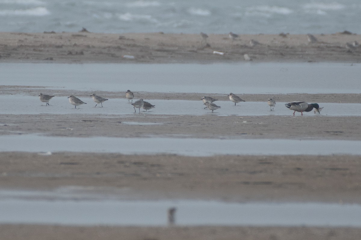 Black-bellied Plover - ML434460871