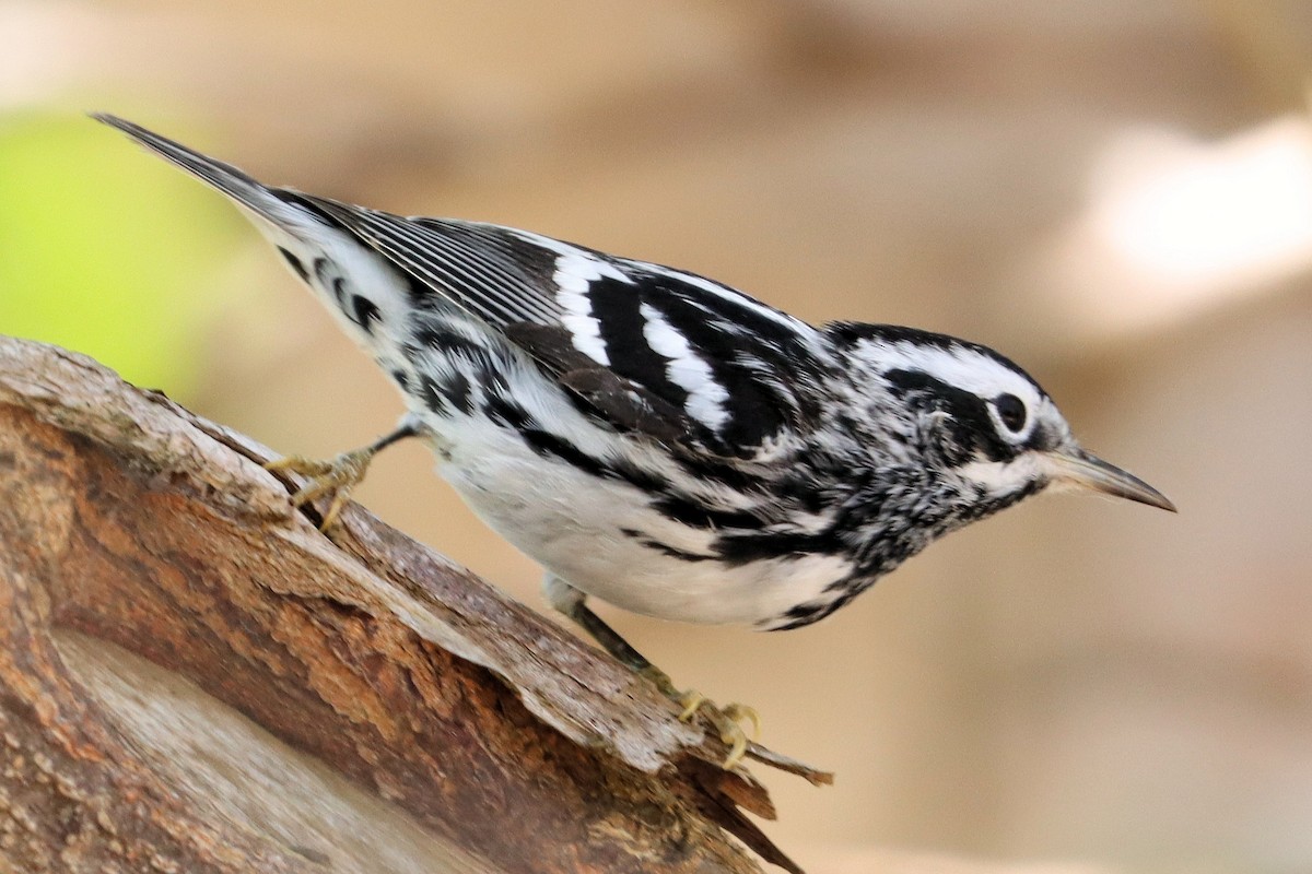 Black-and-white Warbler - ML434460931