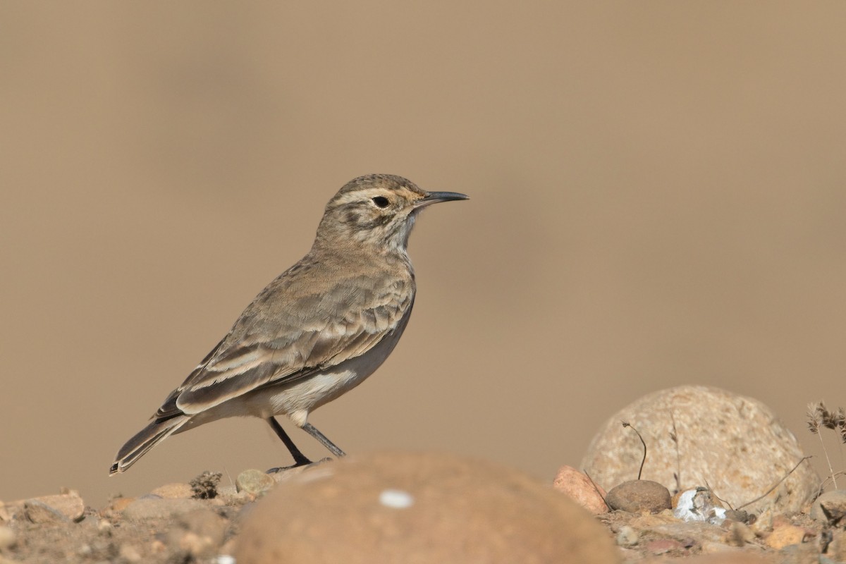 Common Miner - Michel Gutierrez