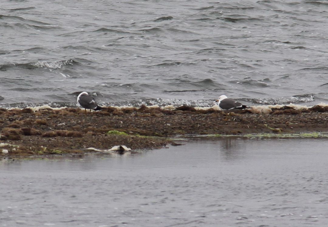 Black-tailed Gull - ML43446111