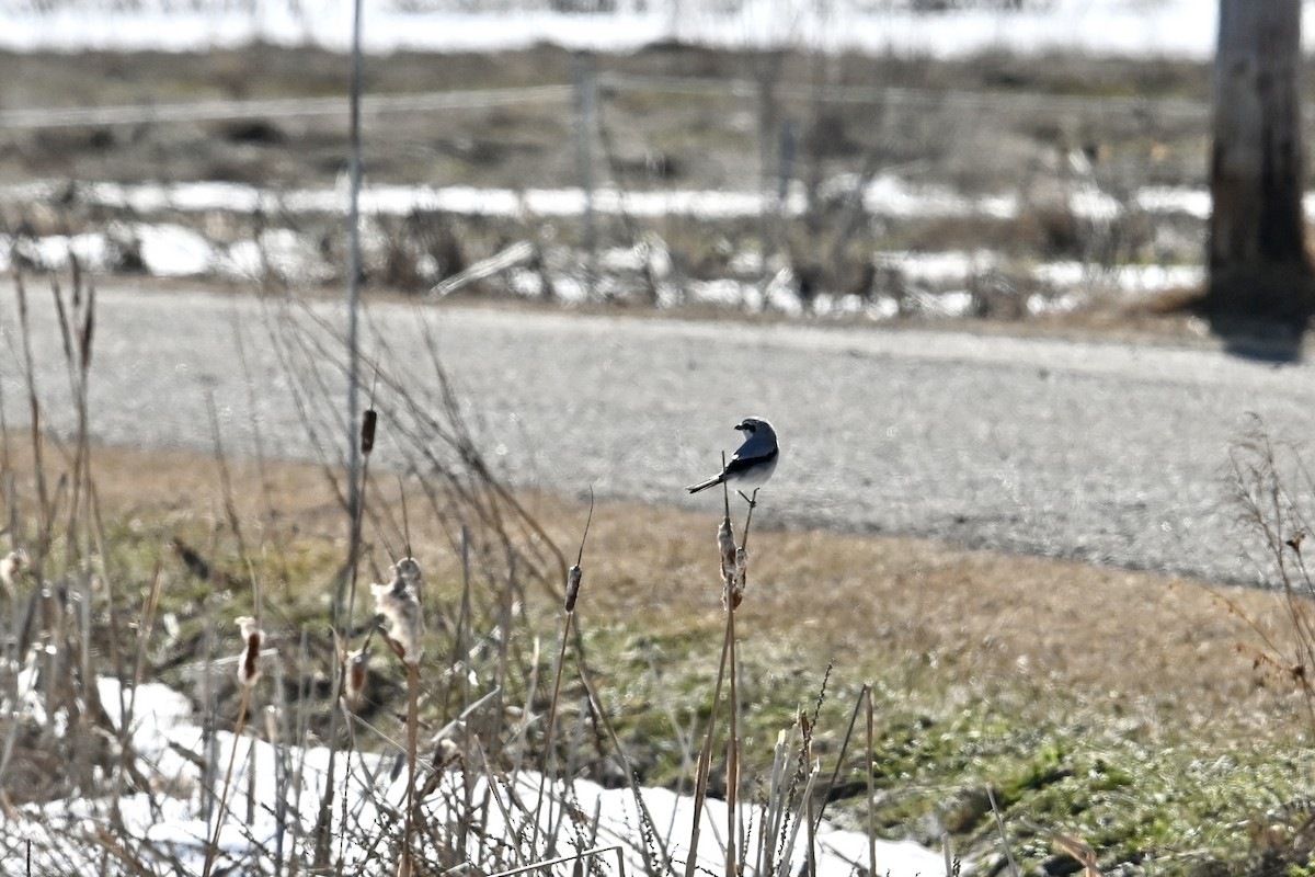 Northern Shrike - ML434461281