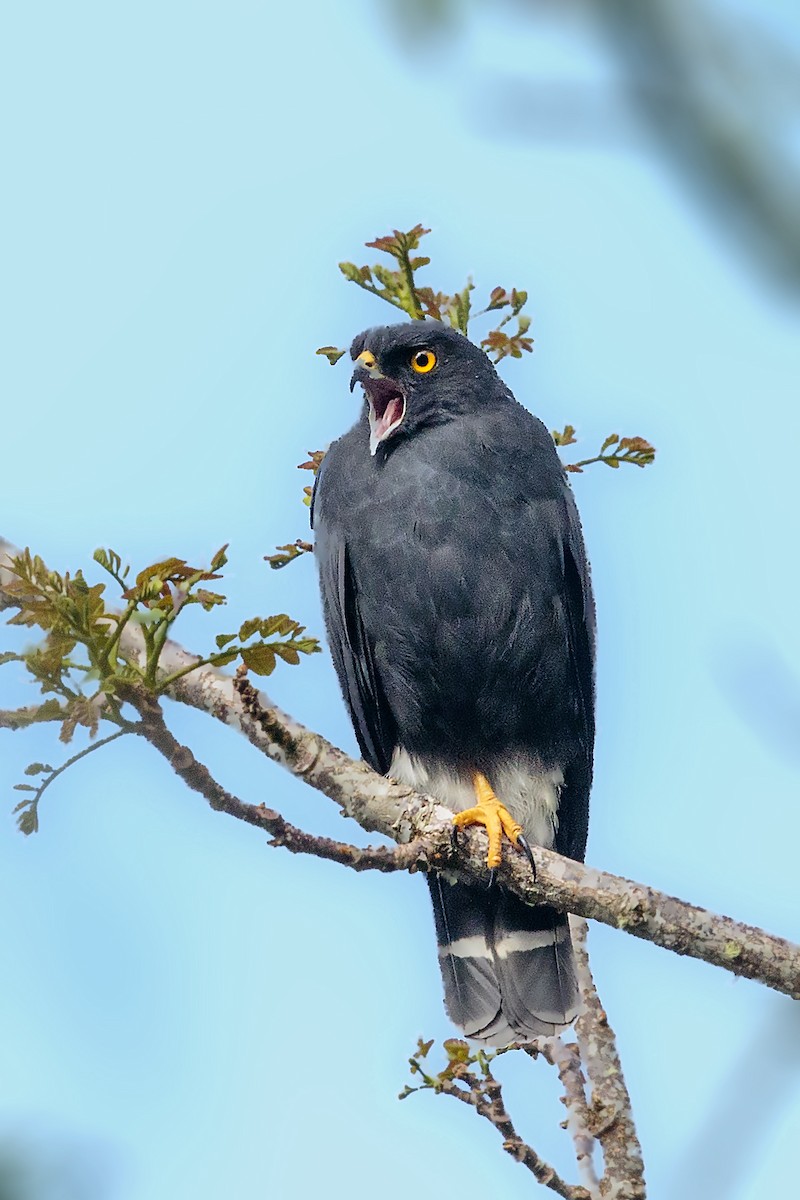 White-rumped Hawk - ML434461461