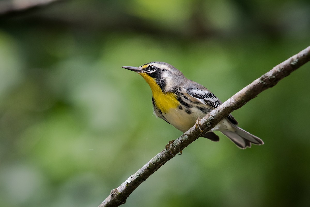 Yellow-throated Warbler - Melissa James
