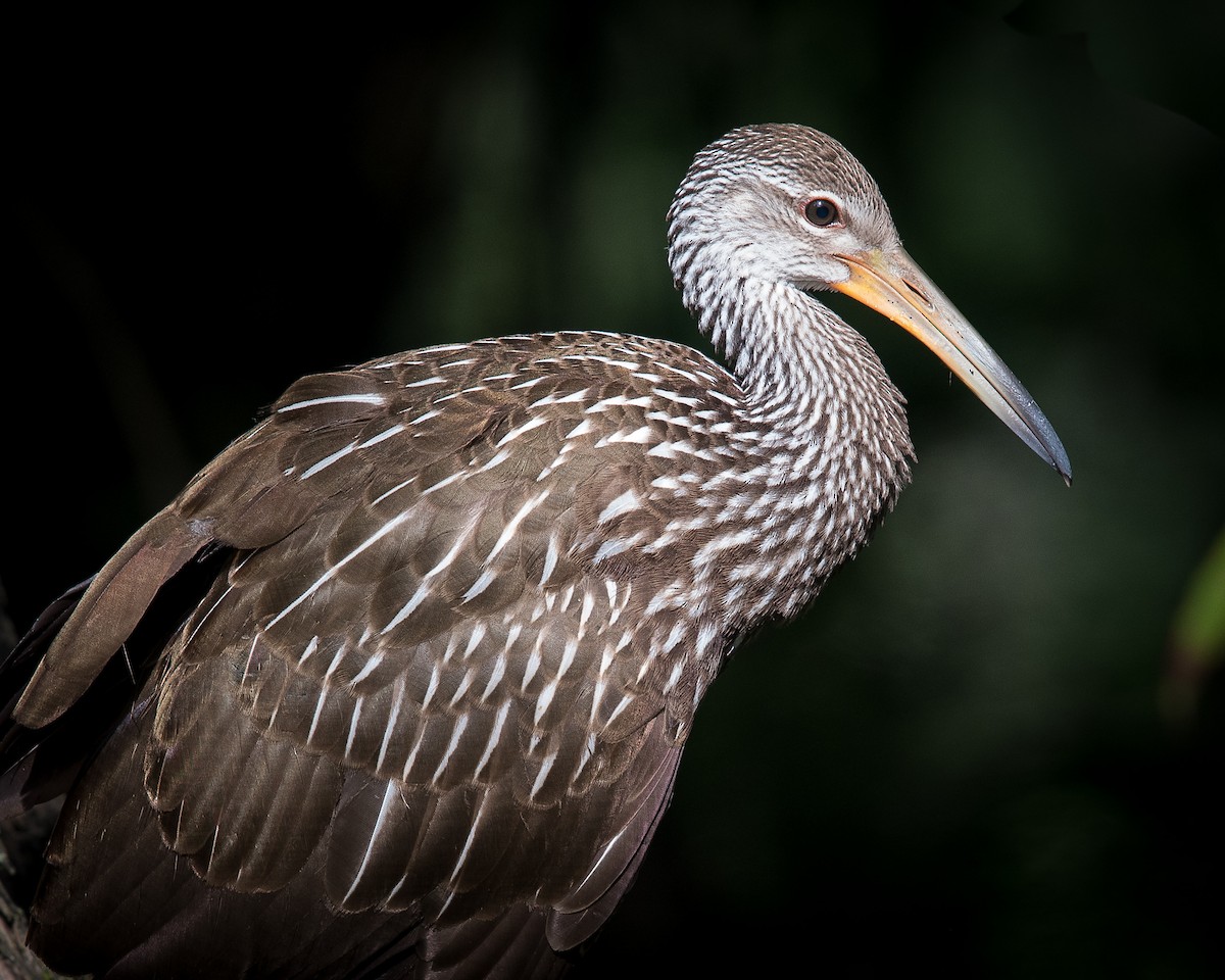 Limpkin - ML43446421