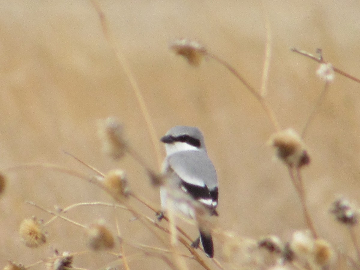 Loggerhead Shrike - Barbara Brown