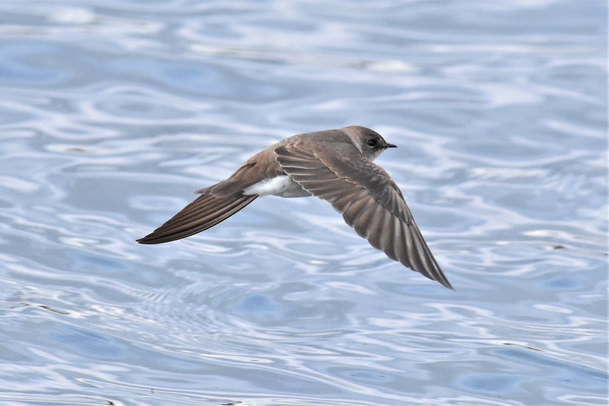 Northern Rough-winged Swallow - ML434464721