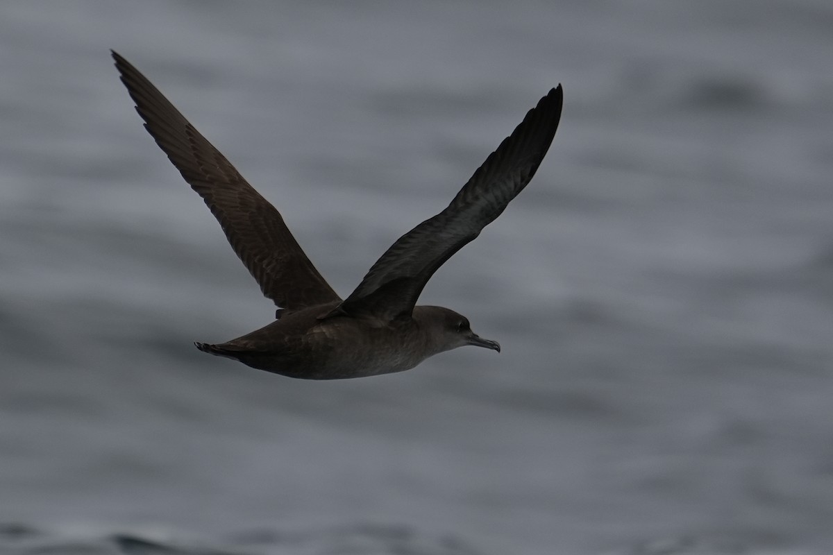 Sooty Shearwater - ML434467041