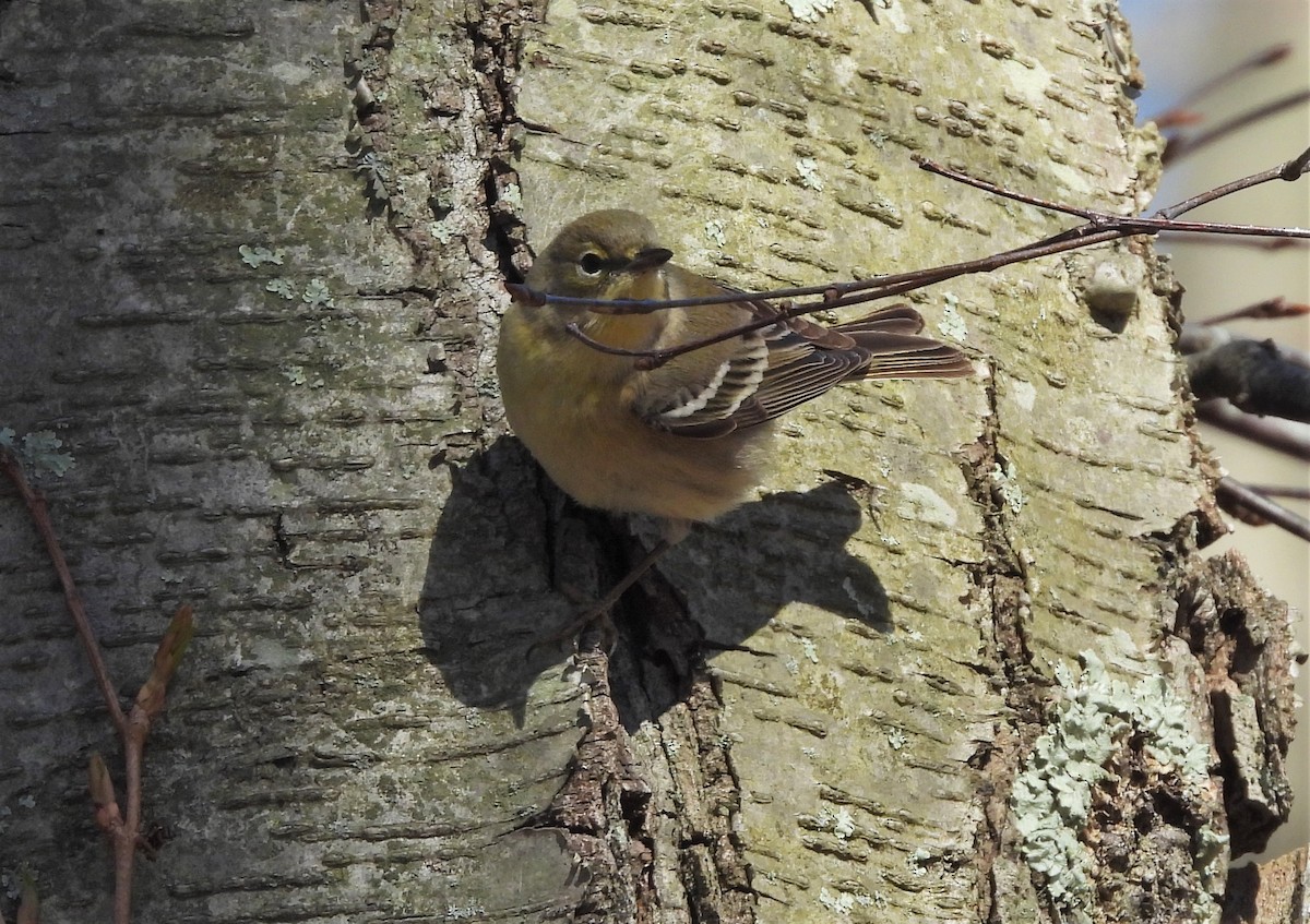 Pine Warbler - Jennifer Wilson-Pines