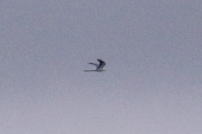 Swallow-tailed Kite - ML434467491