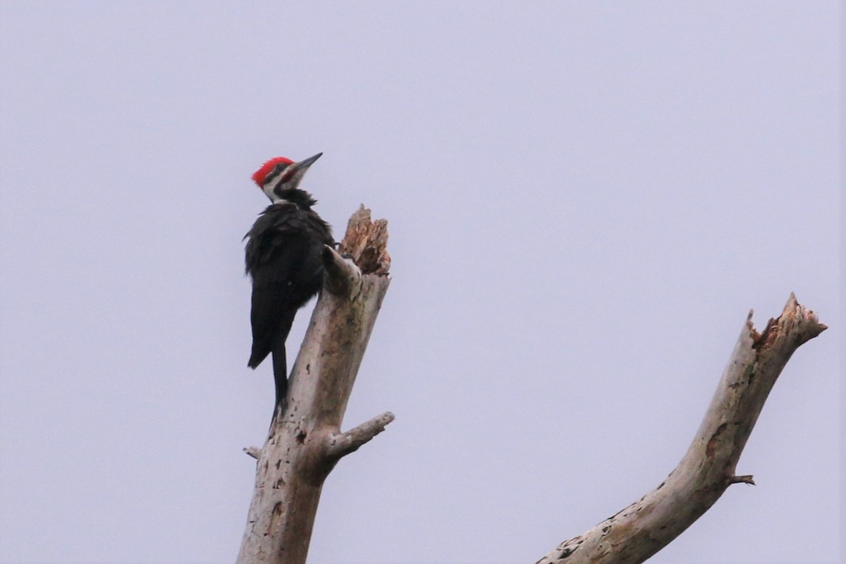 Pileated Woodpecker - ML434467571