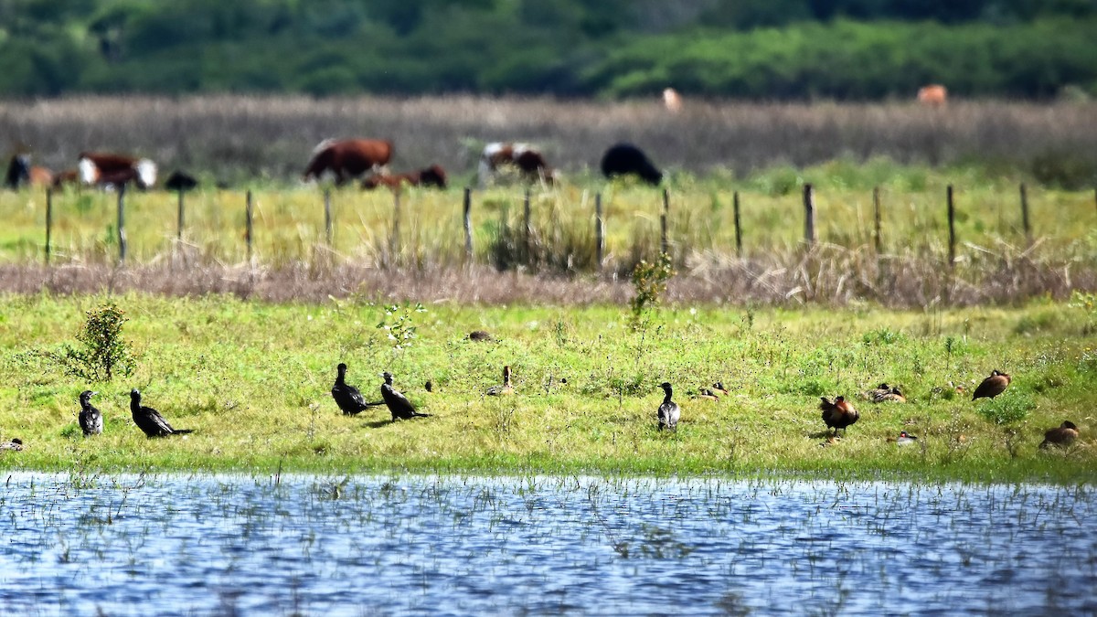 Neotropic Cormorant - ML434468131