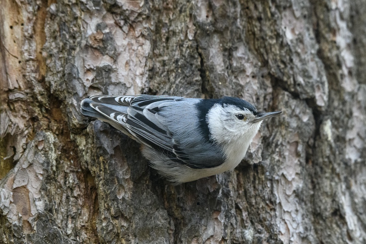 White-breasted Nuthatch - ML434468311