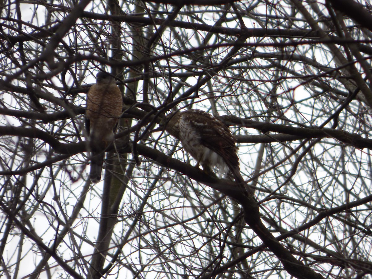 Cooper's Hawk - ML434468981