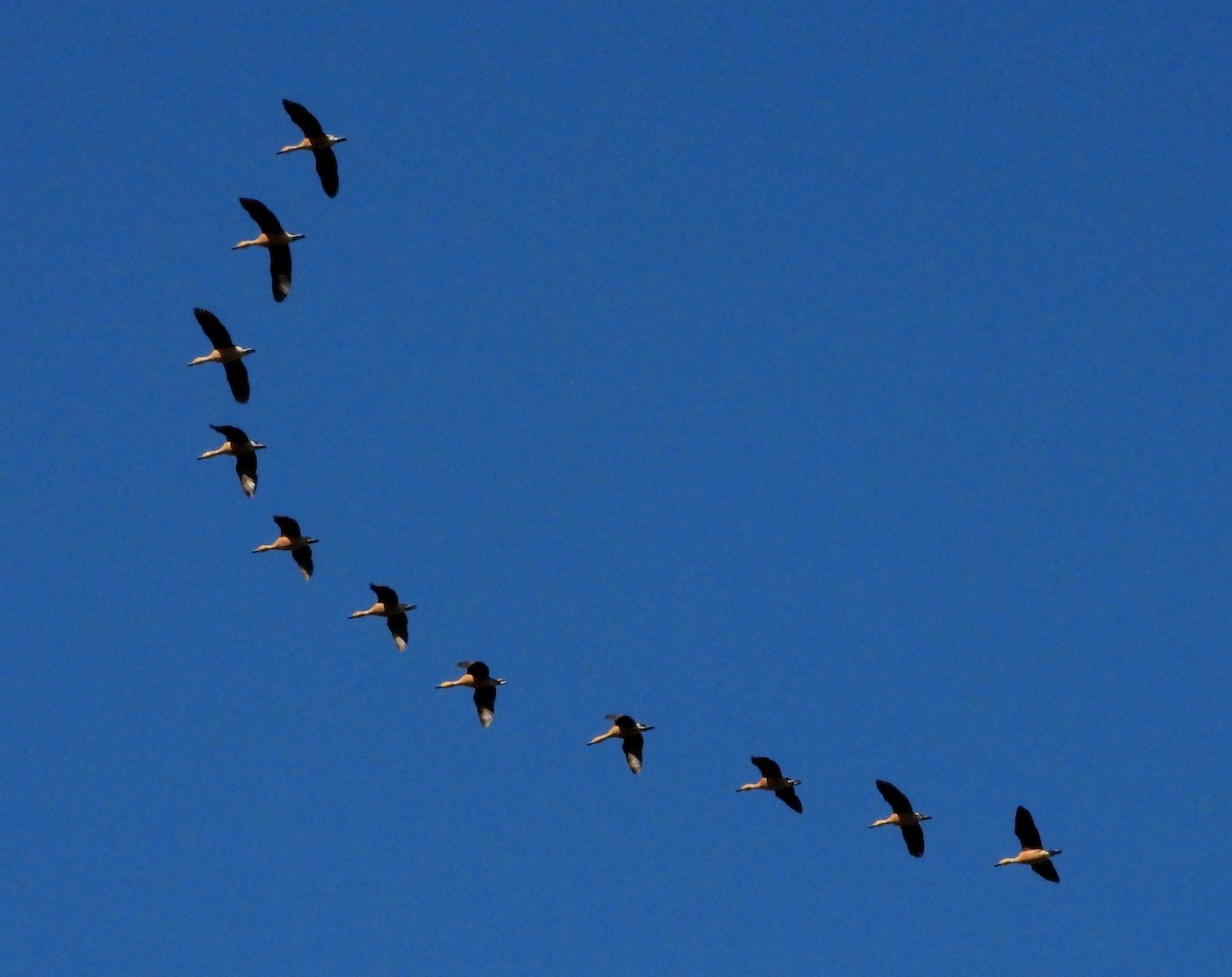 Fulvous Whistling-Duck - ML434469181