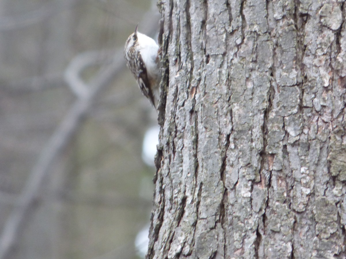 Brown Creeper - ML434469201