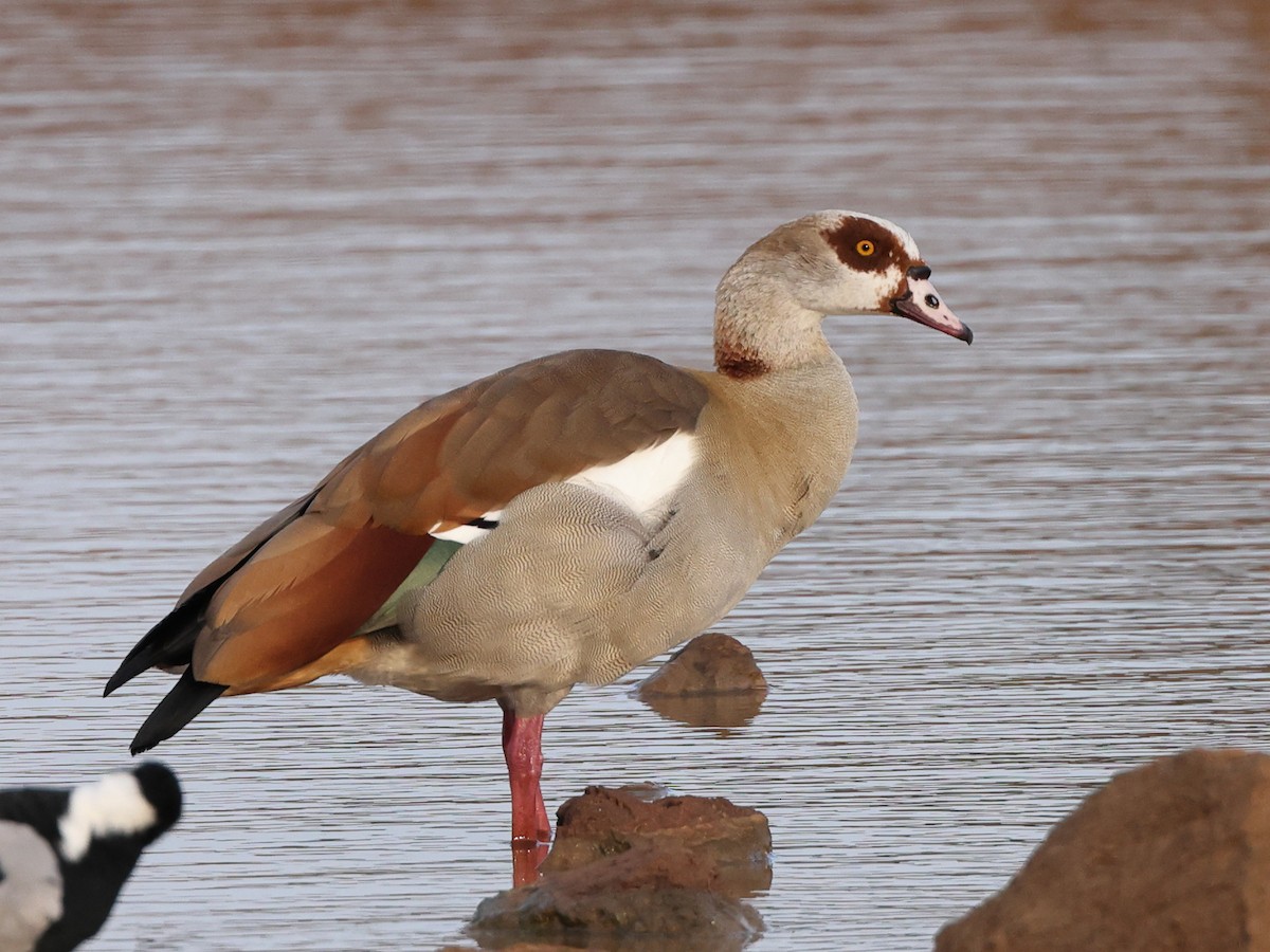 Egyptian Goose - Myles McNally