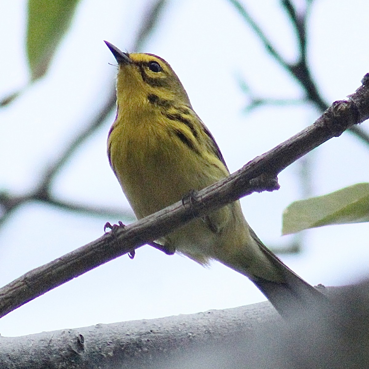 Prairie Warbler - ML434470431