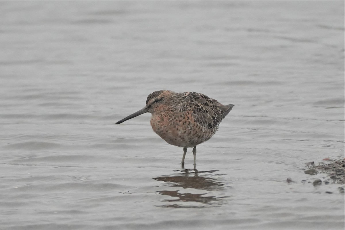 Short-billed Dowitcher - William Legge