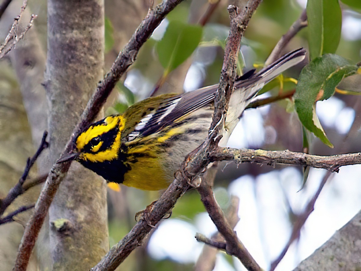 Townsend's Warbler - ML434471381