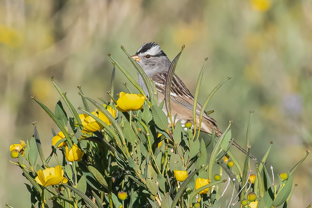 White-crowned Sparrow - ML434471741
