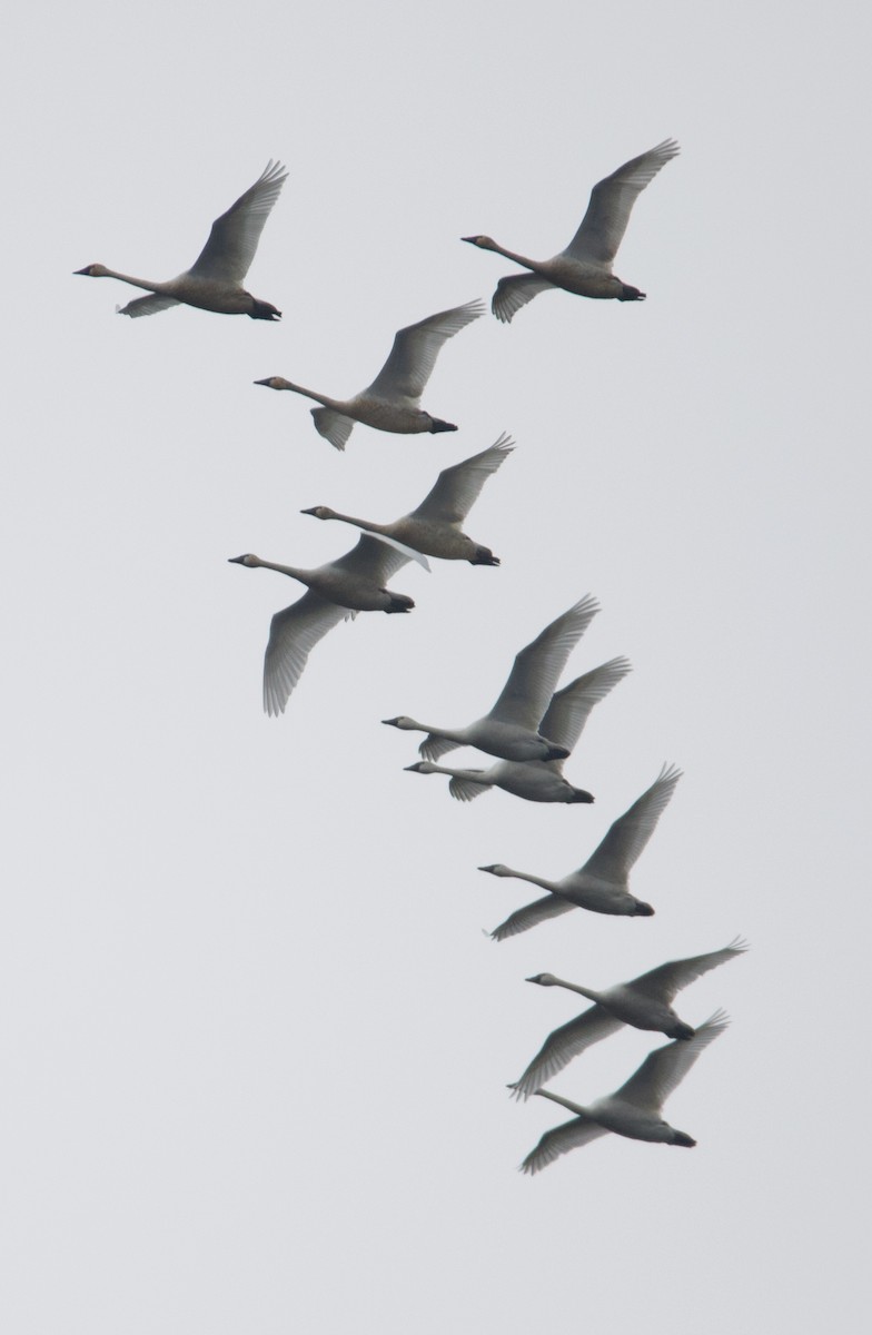 Cygne siffleur - ML434473291