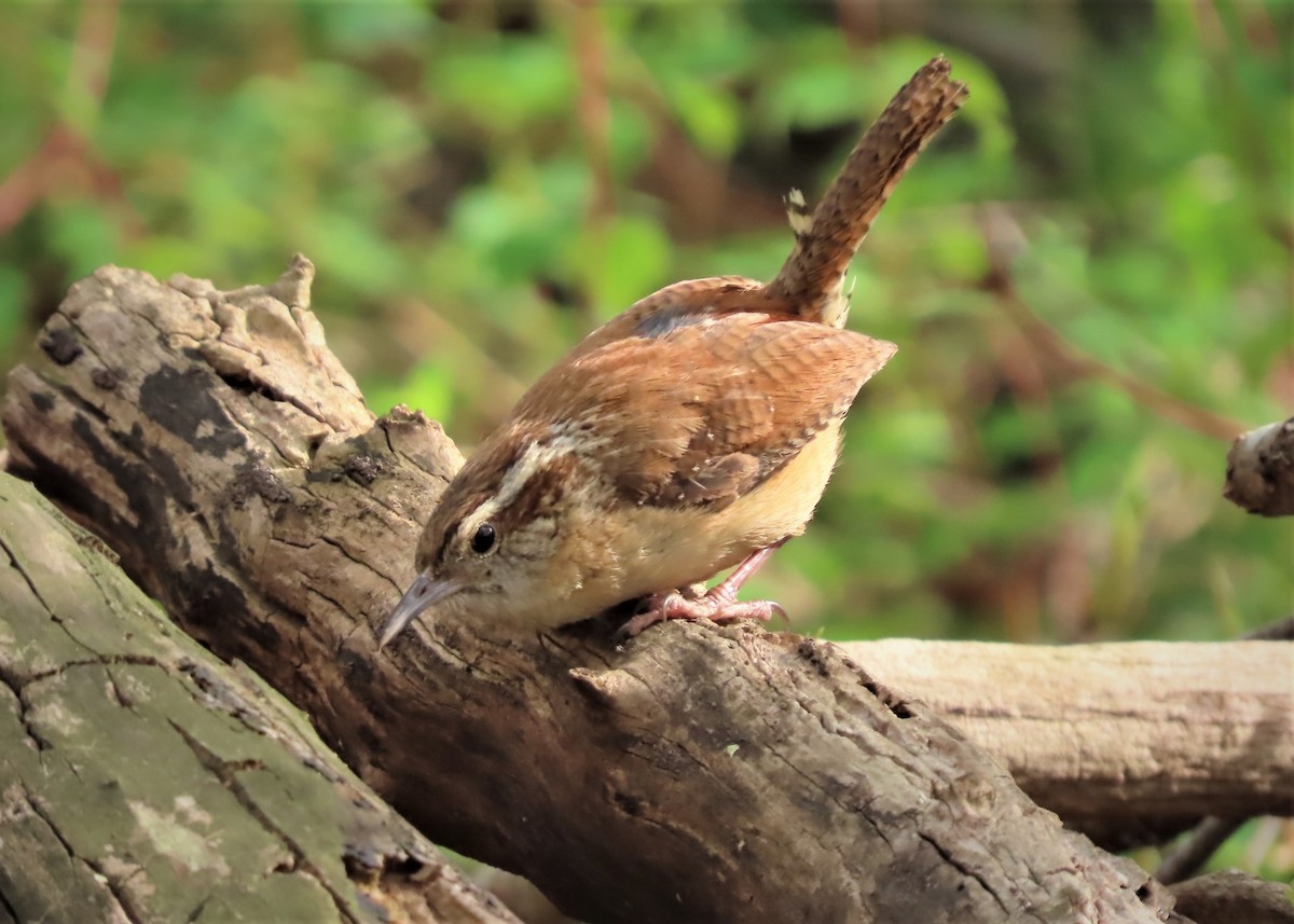 Carolina Wren - ML434474421