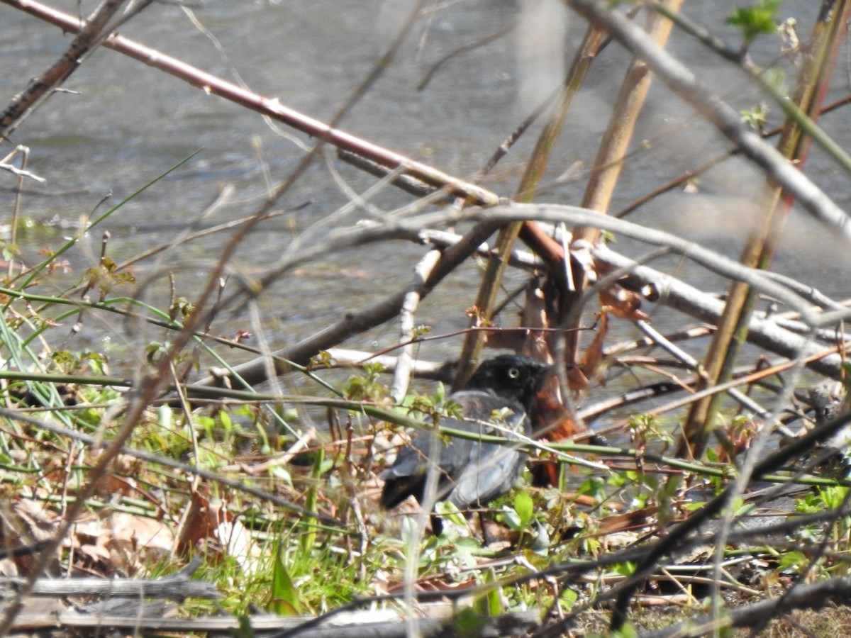 Rusty Blackbird - ML434474451