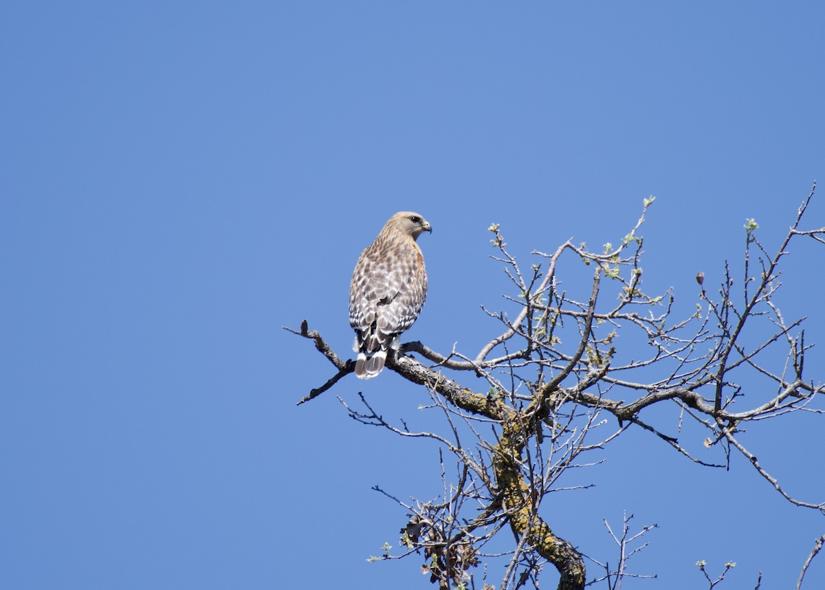 Red-shouldered Hawk - Sue Palmer