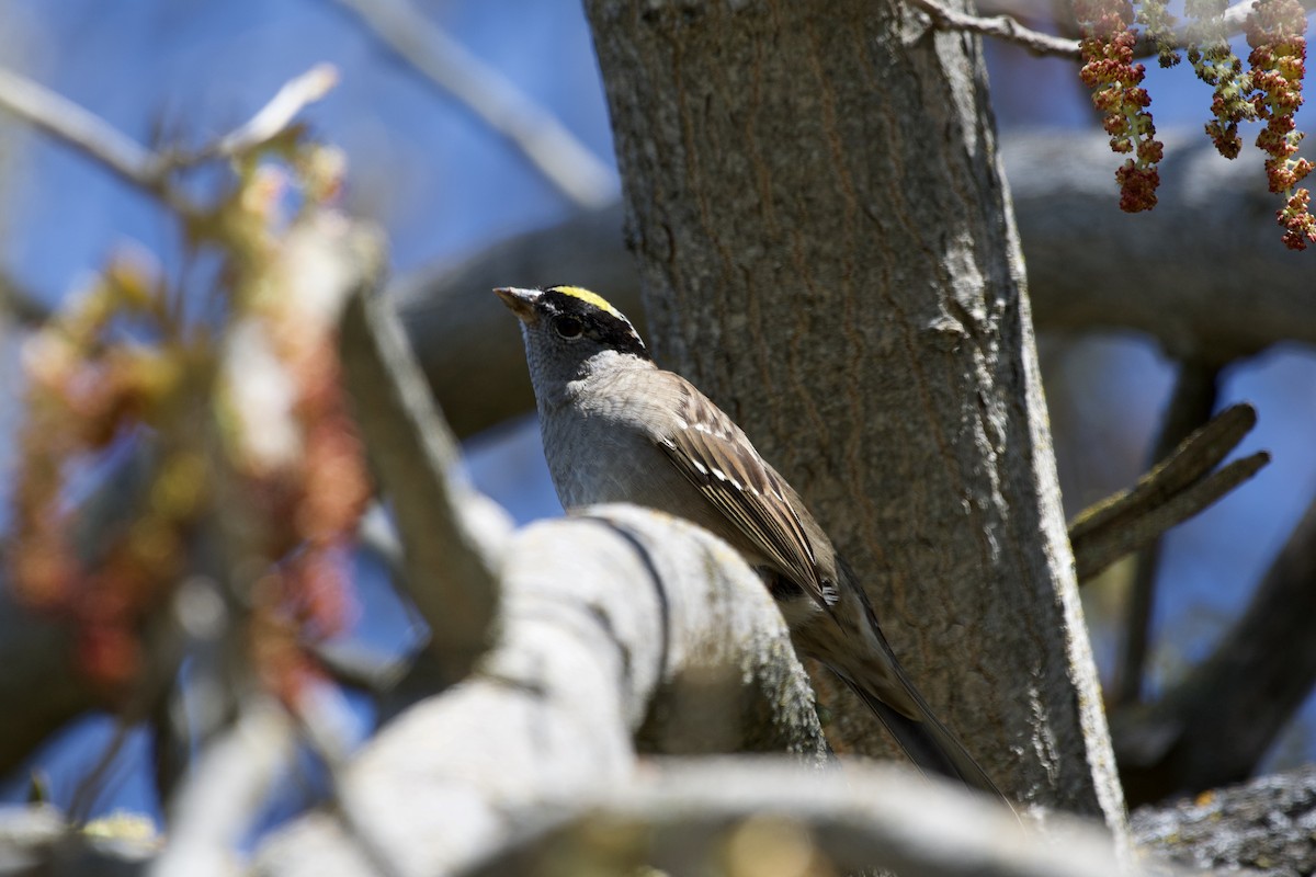 Bruant à couronne dorée - ML434475711