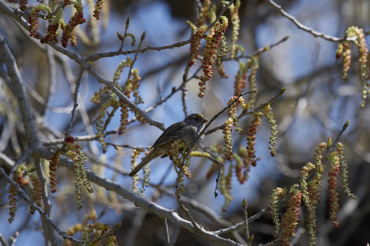 Golden-crowned Sparrow - ML434475841