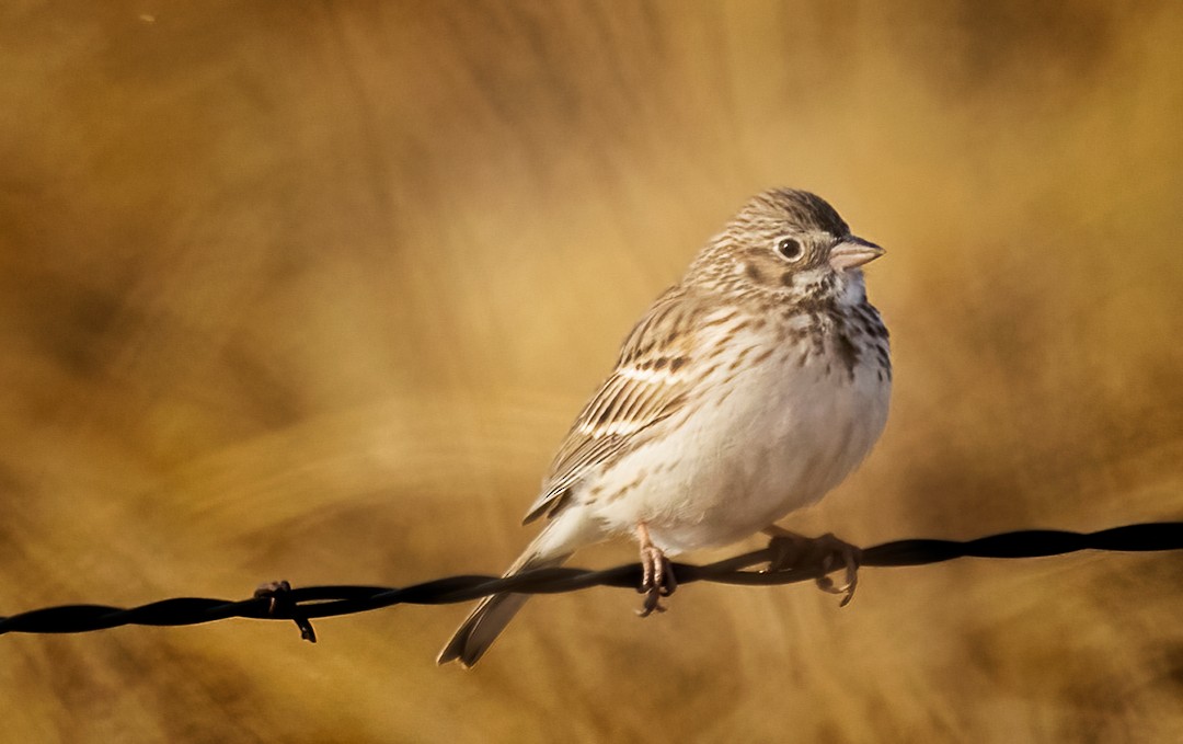 Vesper Sparrow - Eric Dyck