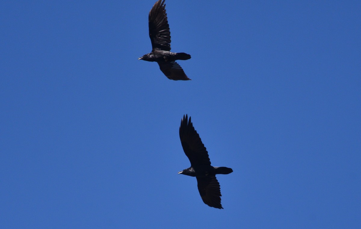 Common Raven - Louis Lemay