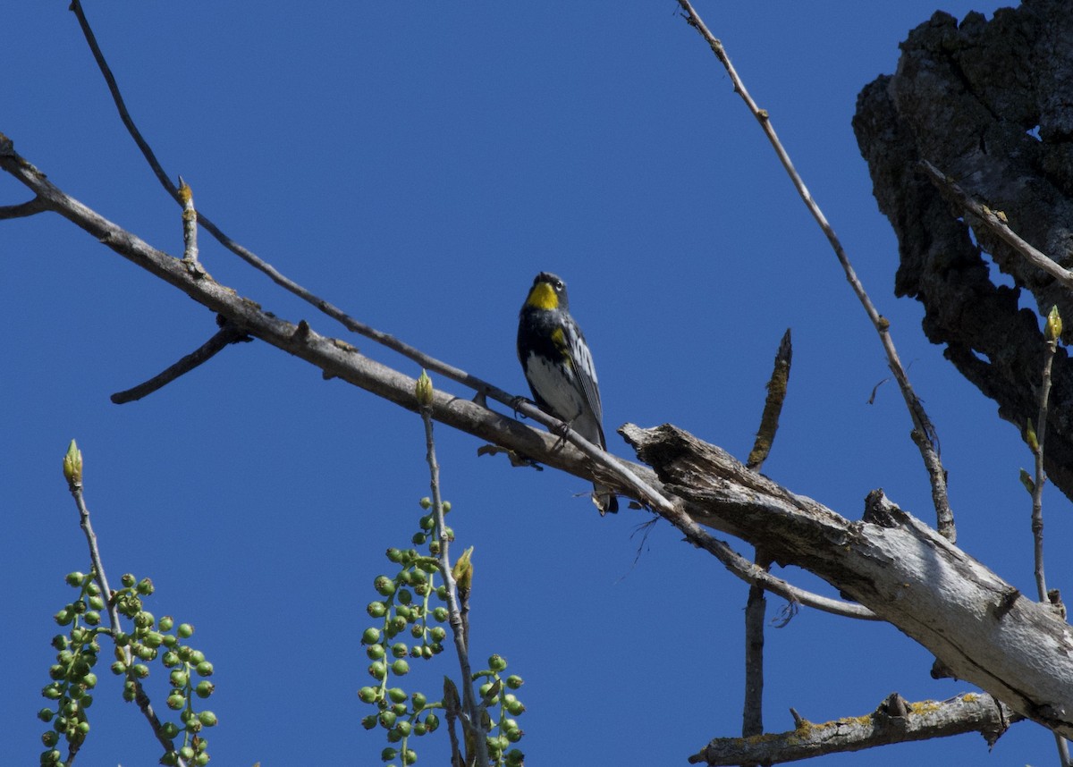 Yellow-rumped Warbler (Audubon's) - Sue Palmer