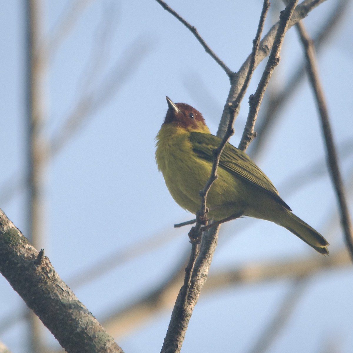 キイロアメリカムシクイ（erithachorides グループ） - ML434480321