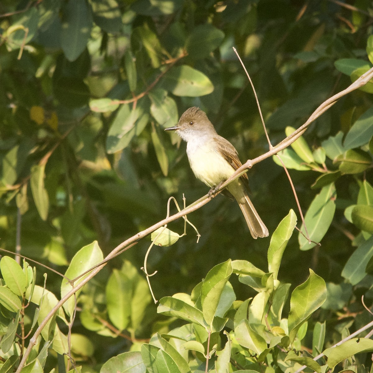 Dusky-capped Flycatcher - ML434482241