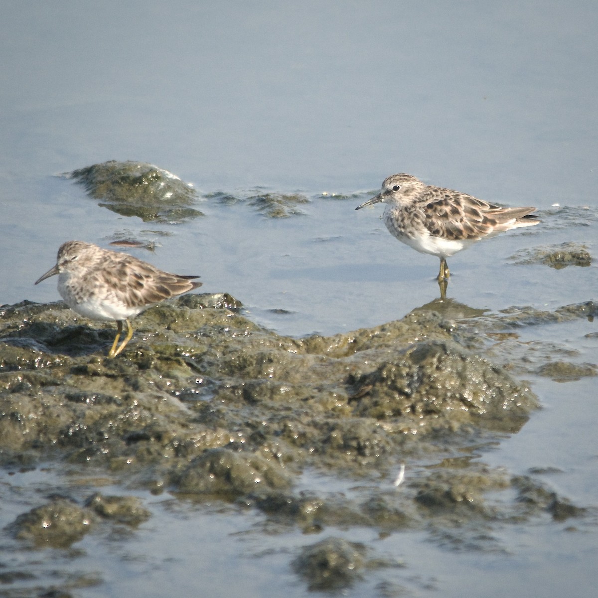 Least Sandpiper - ML434482741