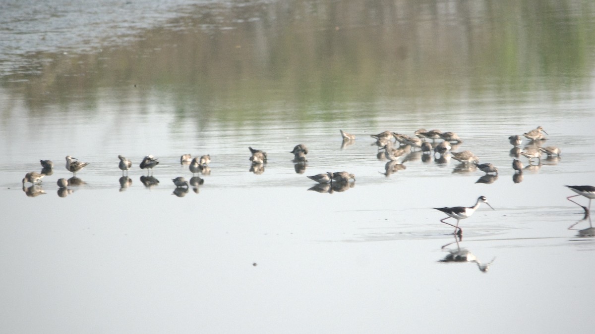 Short-billed/Long-billed Dowitcher - ML434482801