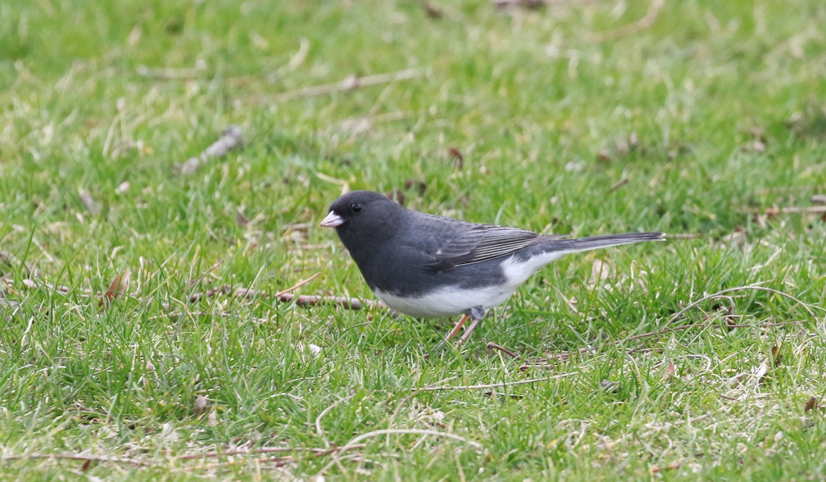 Dark-eyed Junco - ML434482911