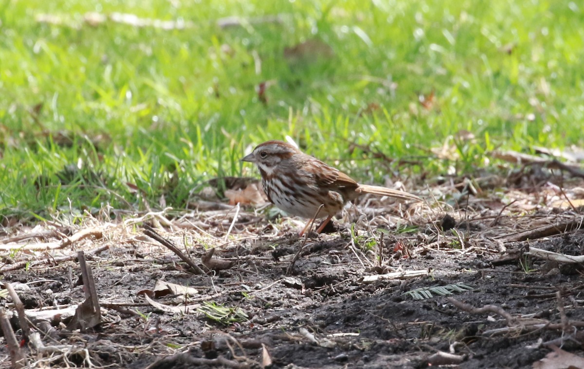 Song Sparrow - ML434482931