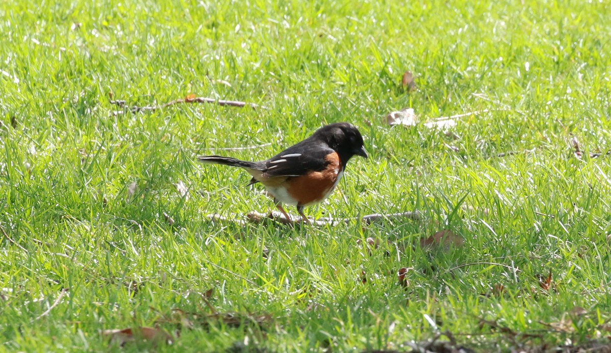 Eastern Towhee - ML434482971